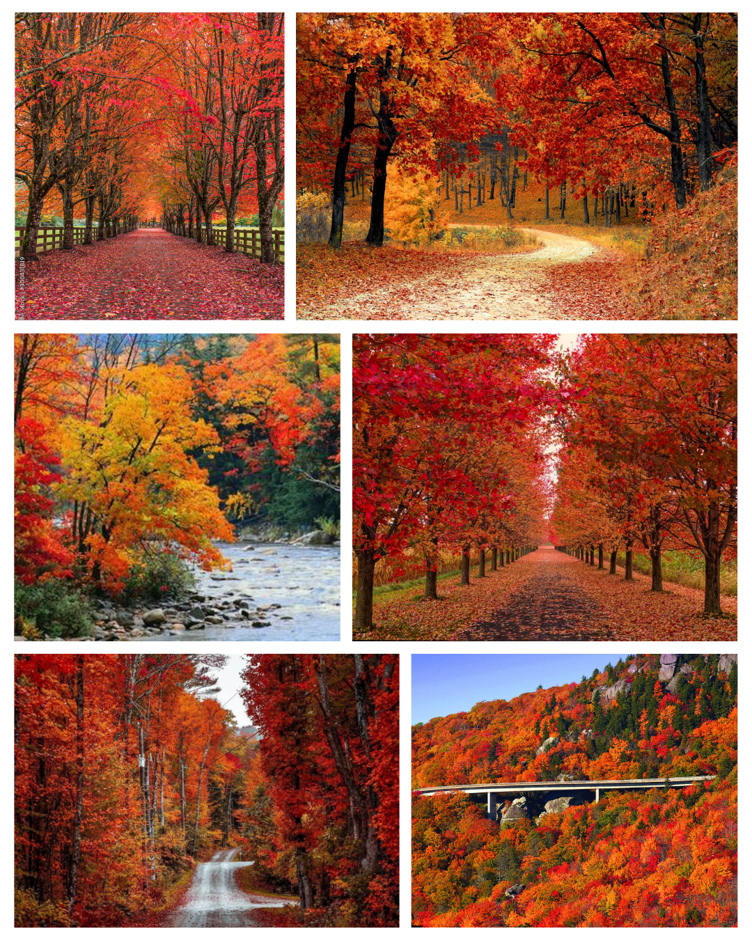 Autumn Woods