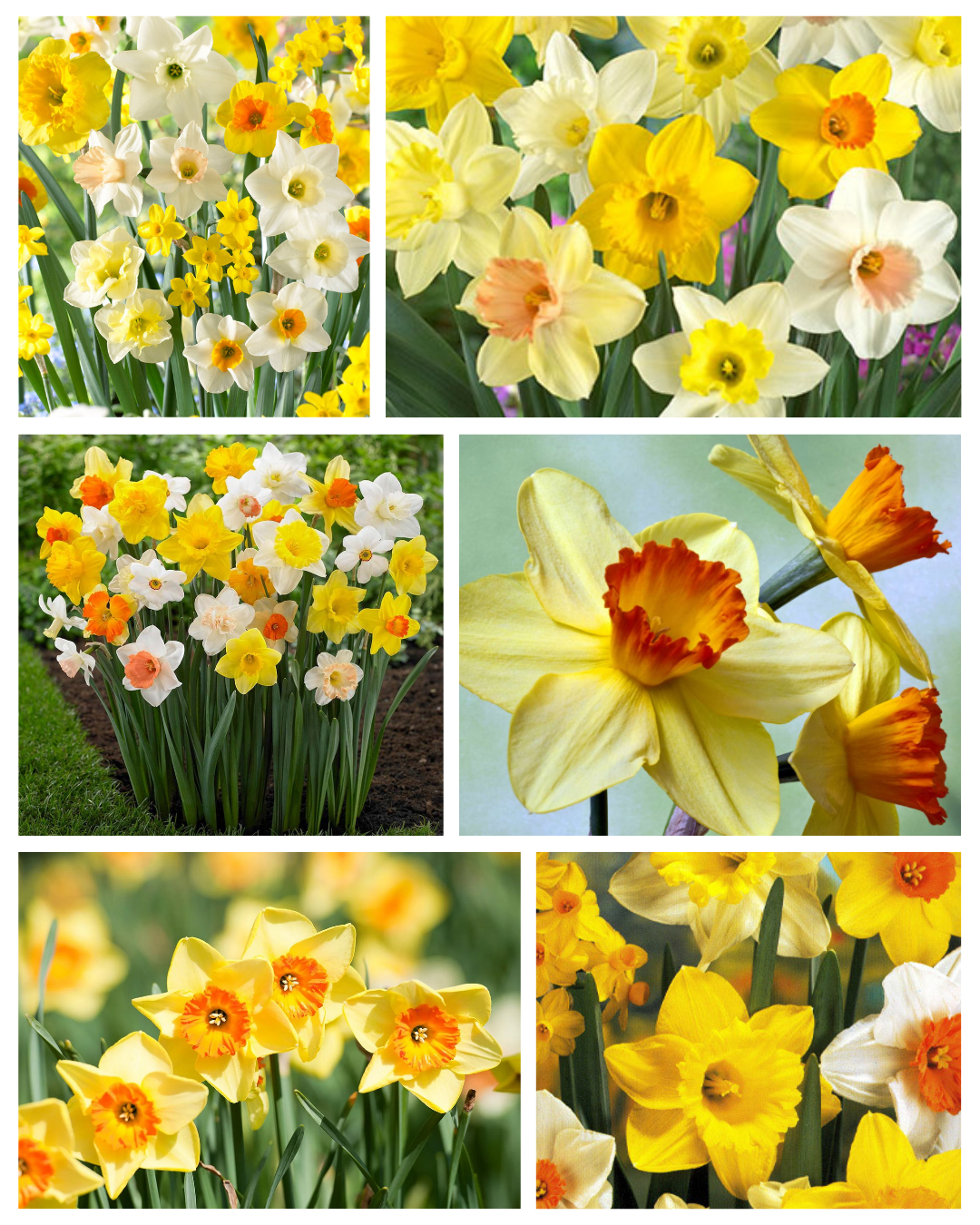 Daffodowndilly