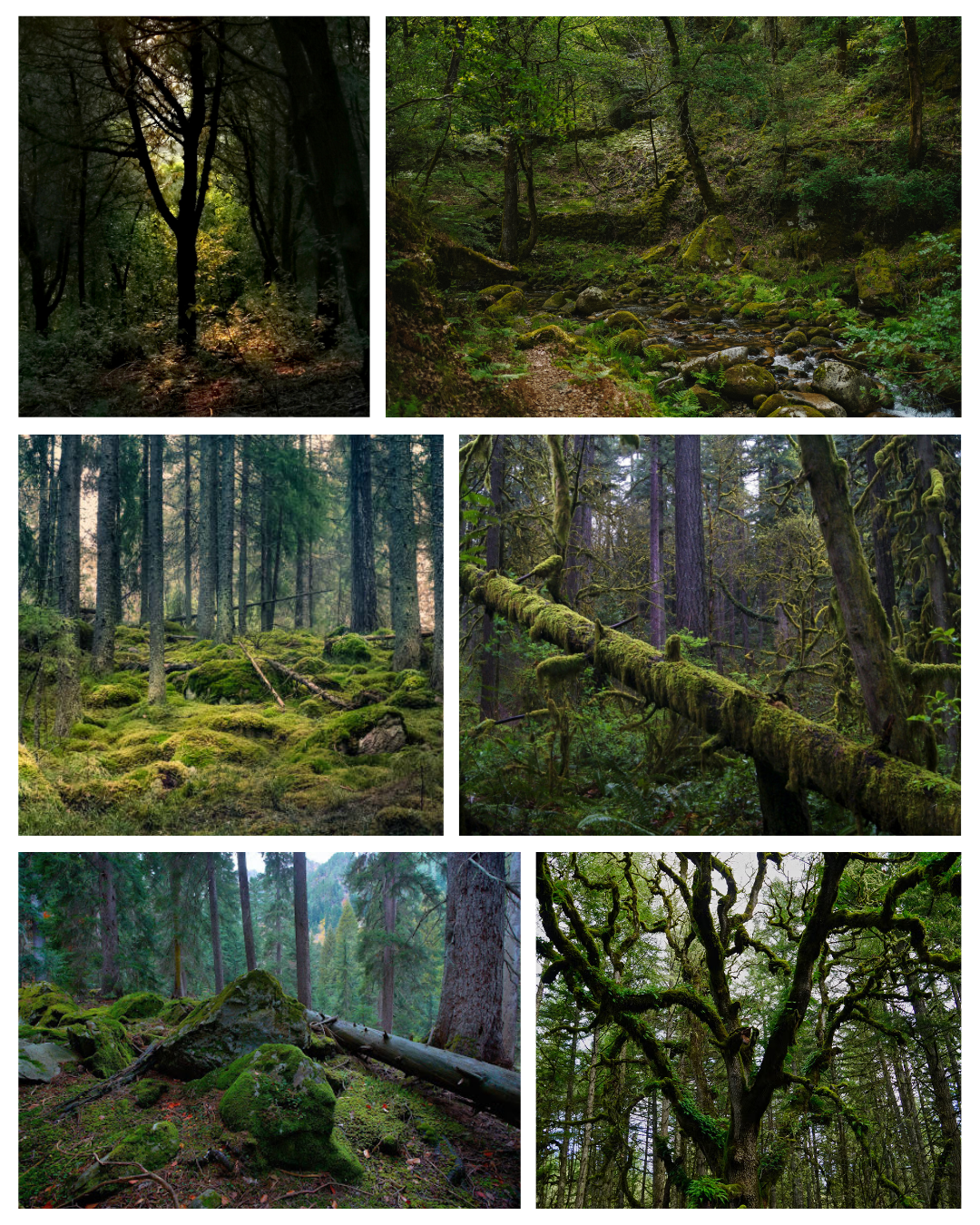 Forest