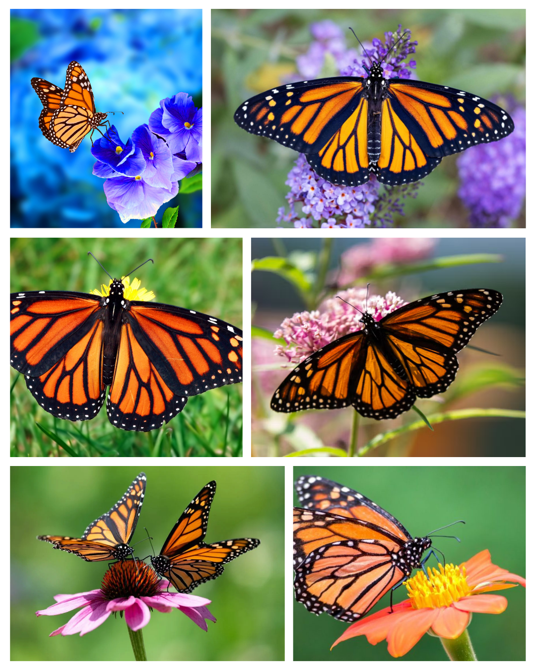 Flutterby