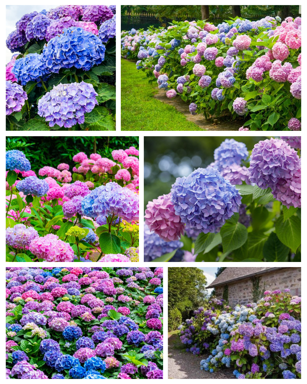 Hydrangea