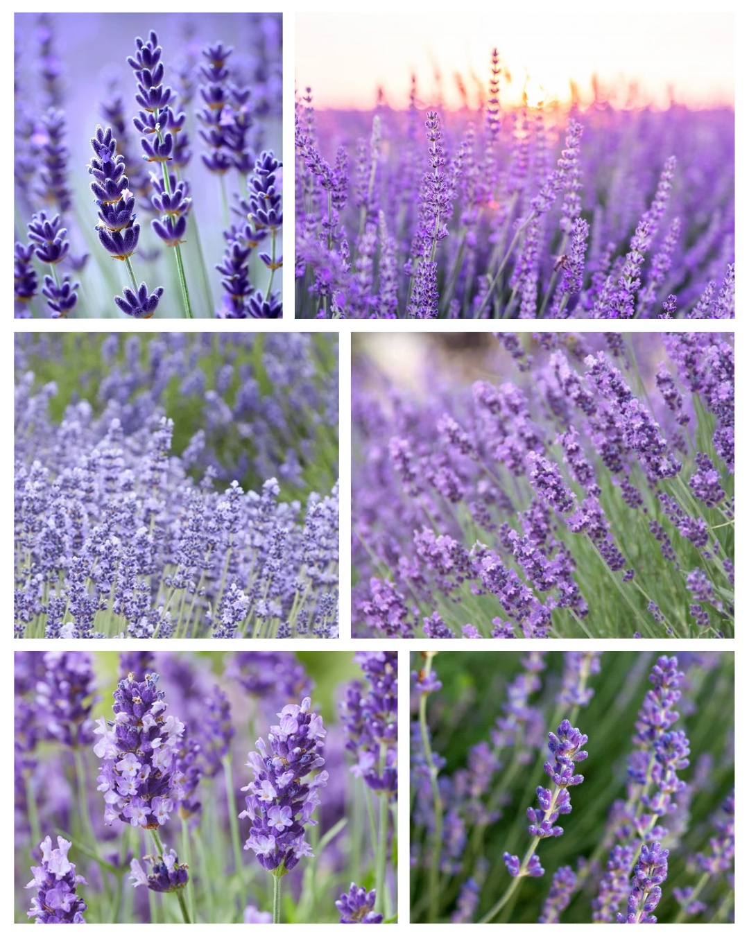 Lavandula