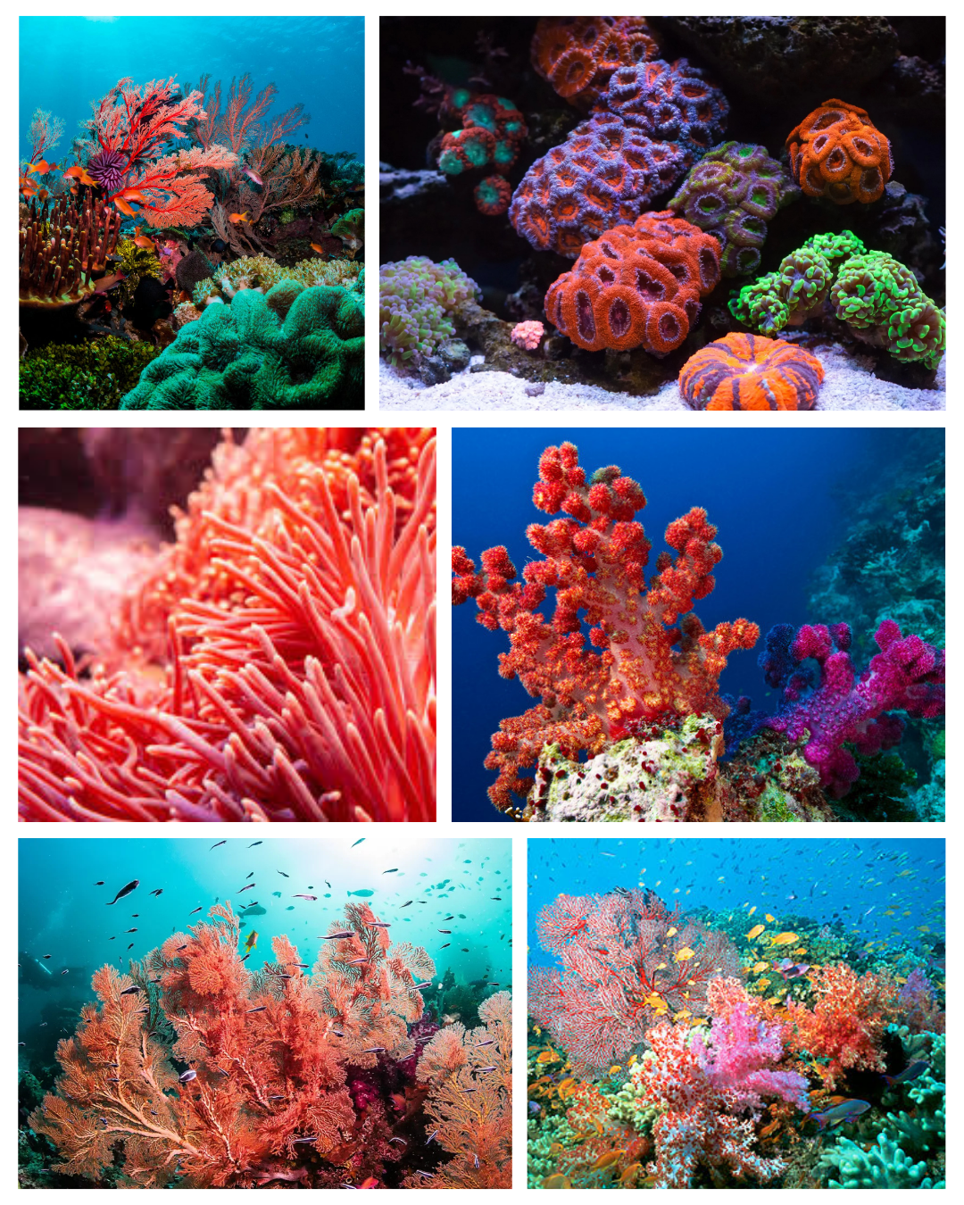 Tropical Reef