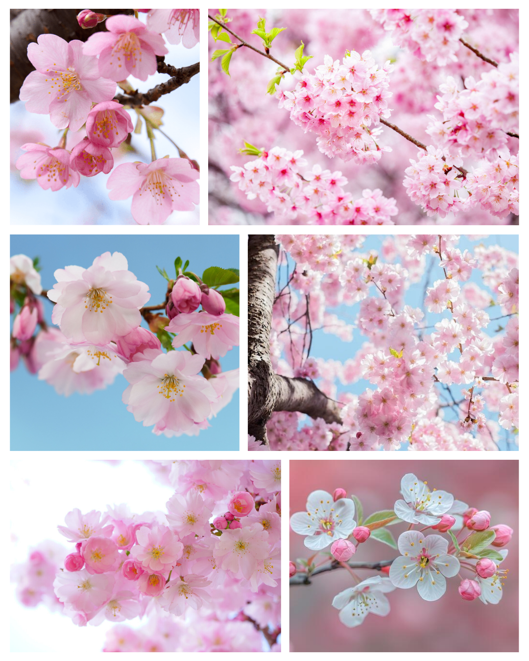 Sakura